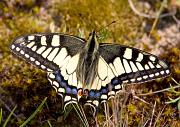 Schwalbenschwanz - Old World Swallowtail  (Papilio machaon)